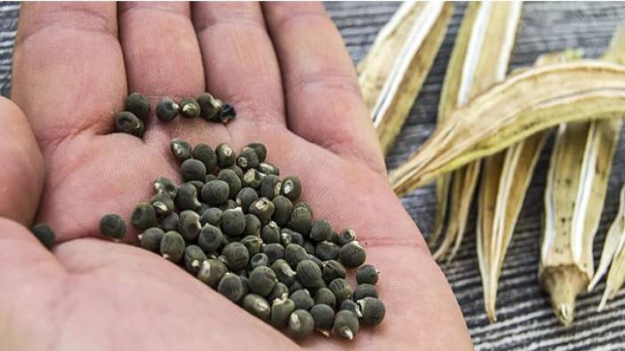 Etten daha fazla protein içeriyor! Magnezyum deposu bu besin diz ağrılarını anında geçiriyor