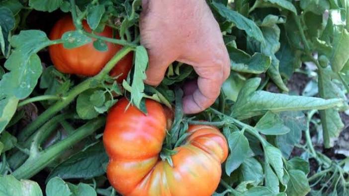 Kozluk domatesi coğrafi işaret yolunda