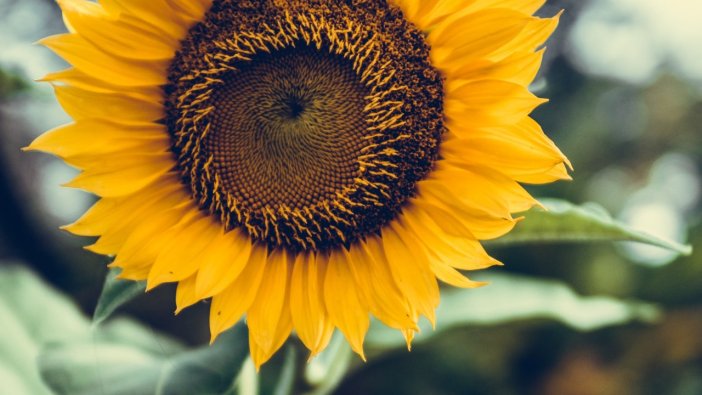 Çiftçilere destek ödemeleri başladı