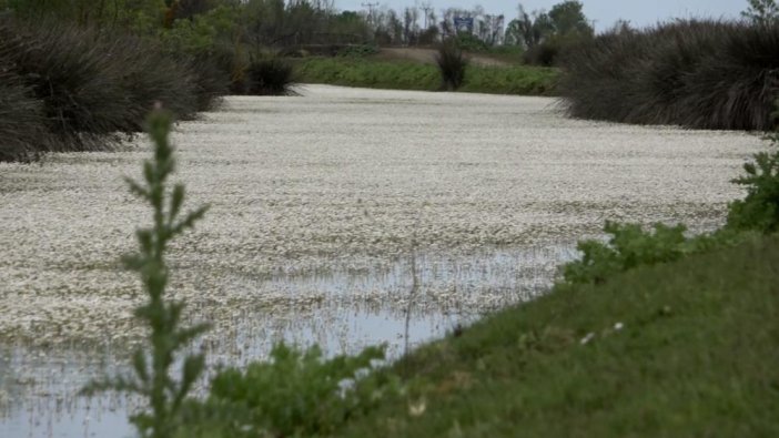 Kuş cennetini görenler hayran kaldı