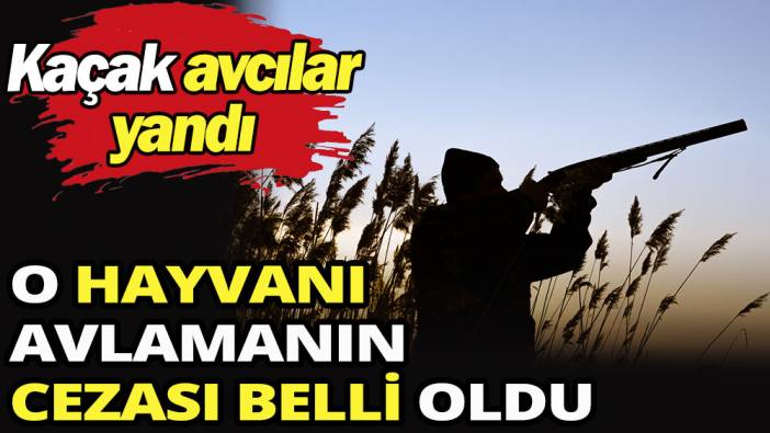 Kaçak avcılık yapanlar yandı