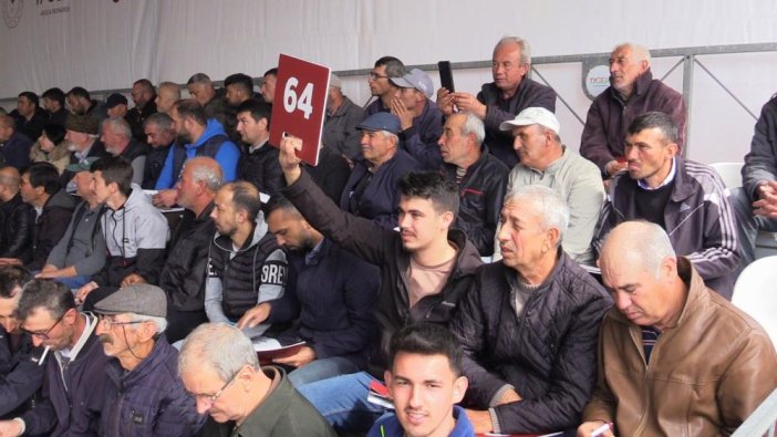 Merinos için birbirleriyle yarıştılar