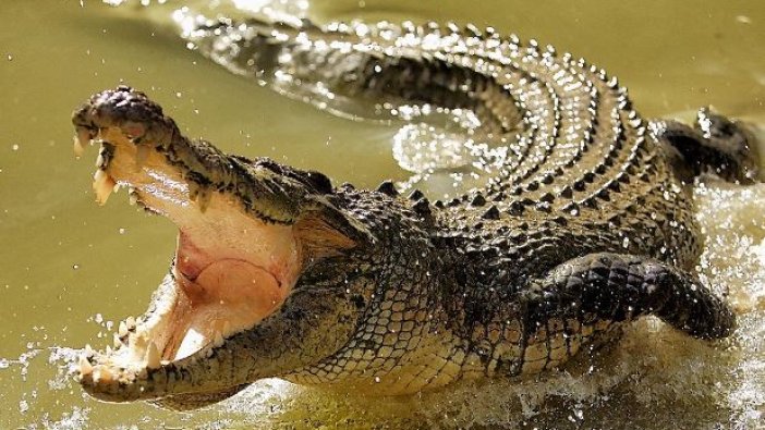 Timsahın karnından çıkanlar dehşete düşürdü