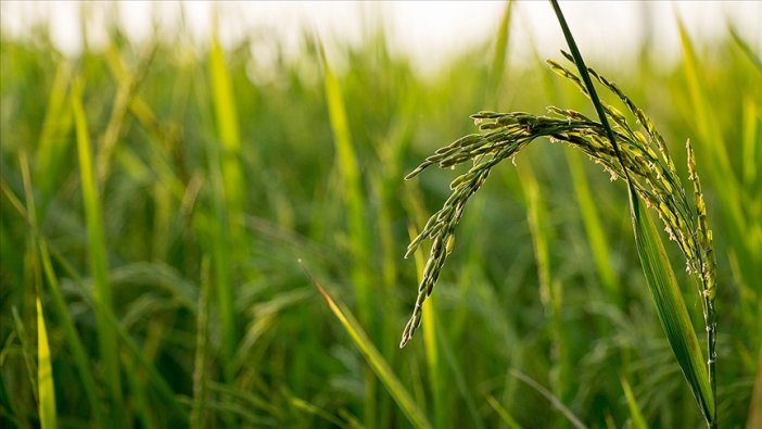 Mantar hastalıkları küresel gıda stoklarını tehdit ediyor