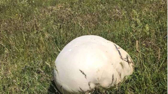 Gezintiye çıkan köylüler buldu: Şaşkınlıklarını gizleyemediler