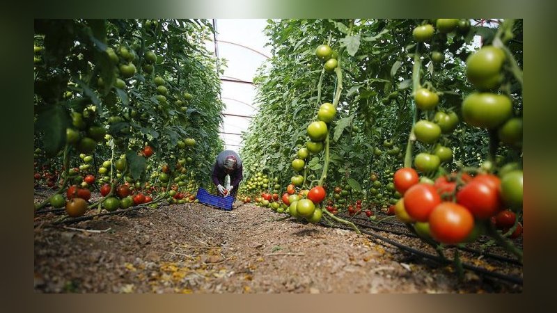 Yaş meyve sebze ihracatı yüzde 13 arttı