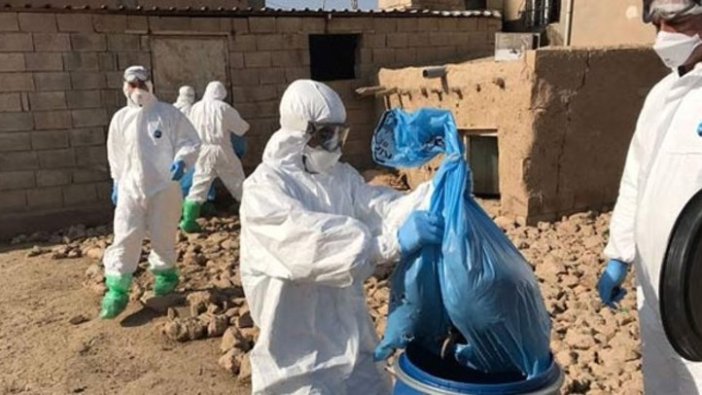 Almanya’da "Afrika domuz vebası" salgını endişesi