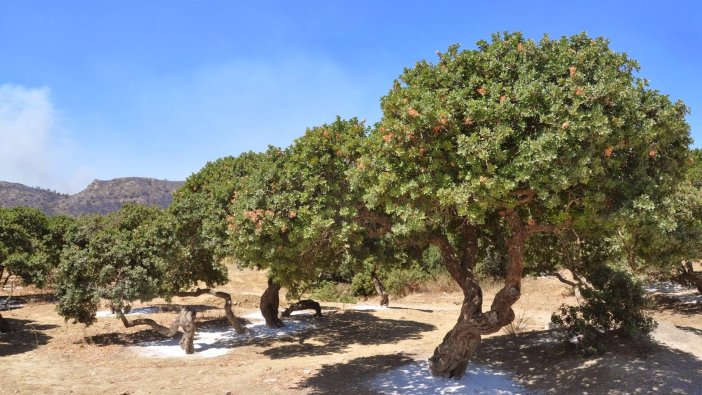 'Altın damlayan' ağaçlar artık İzmir'de
