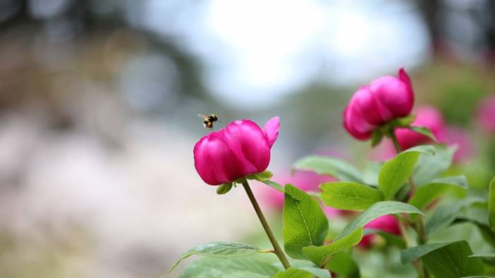 Yörük Gülü'ne fotokapanlı koruma