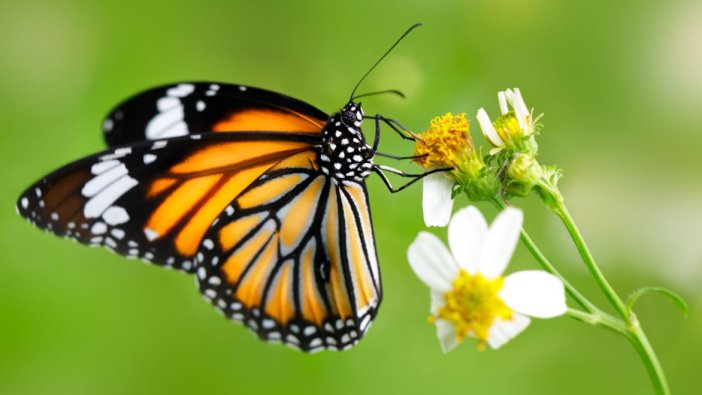 Kelebeklere hangi film karakterinin ismi verildi