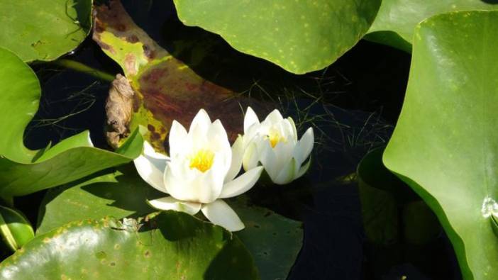 Bu çiçeği koparan yandı