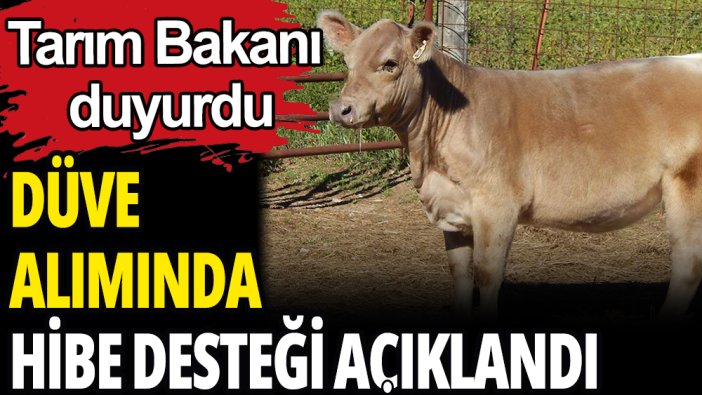 Düve alımında hibe desteği belli oldu