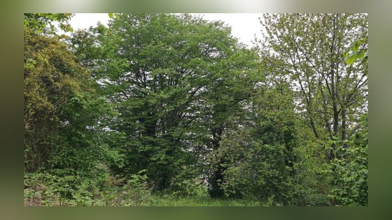 Korkutan katil arılar Türkiye’de görüldü