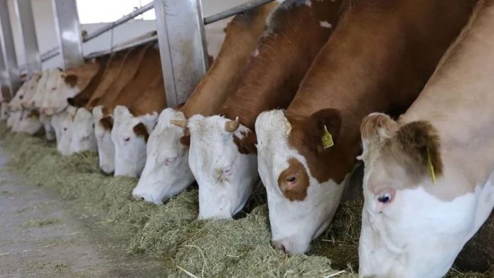 Deprem bölgesinde hayvancılığa destek 