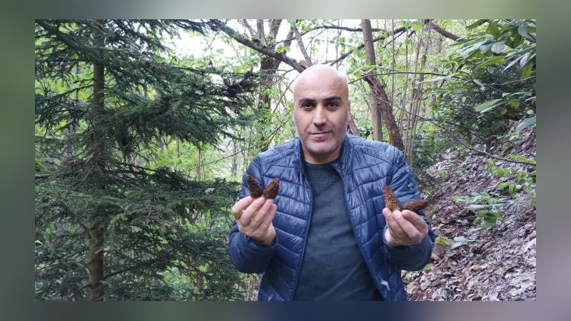 Kuzugöbeği mantarının fiyatı altınla yarışıyor