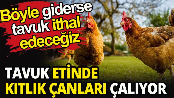 TÜİK açıkladı: Tavuk eti üretimi azaldı