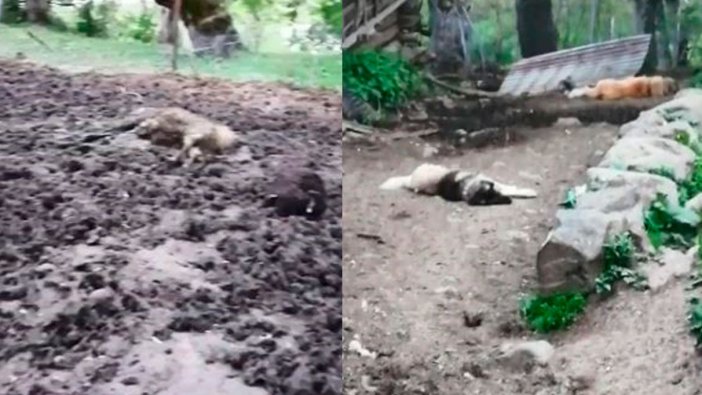 Artvin'de ağıla ayı girdi: 20 hayvanı telef etti. 45 hayvanı yaraladı