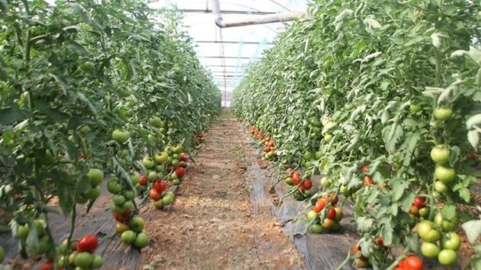 Batı Akdeniz'in ihracat gözdesi Rusya