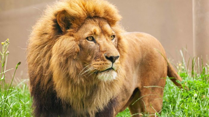 6 aslan ölü bulundu