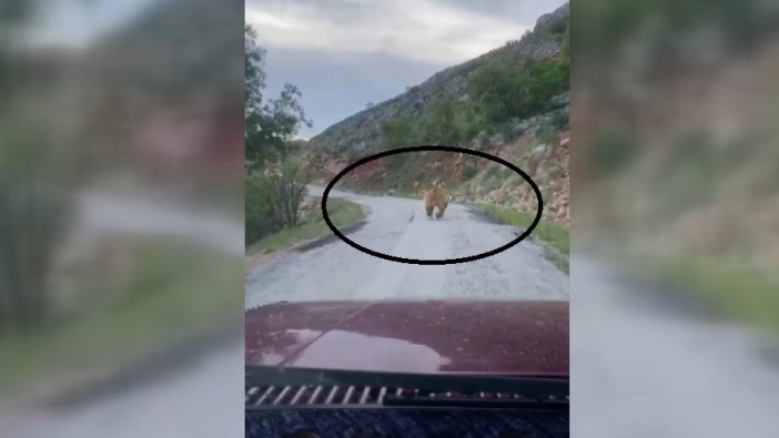 Yola inen bozayı kameraya yakalandı