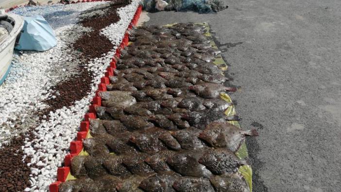 Yarım ton kalkan balığı ele geçirildi