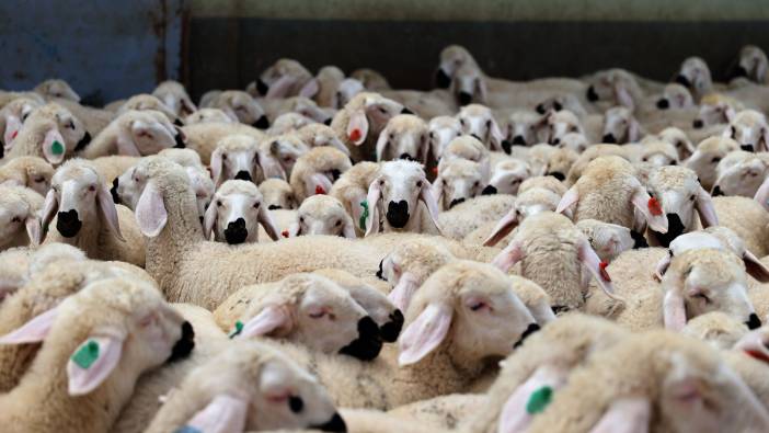 Sivas'taki küçükbaş hayvan sayısı açıklandı