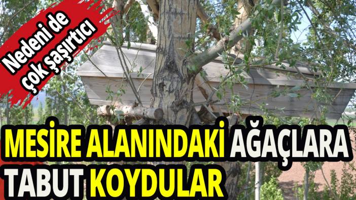 Mesire alanındaki ağaçlara tabut koydular