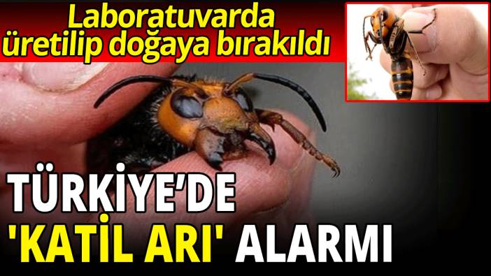 Türkiye’de 'katil arı' alarmı
