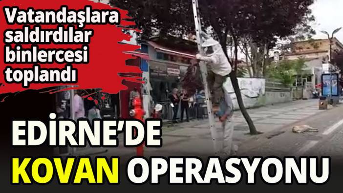 Edirne'de arı operasyonu