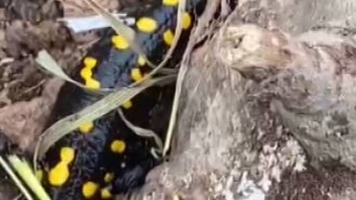 Soyu azalan tehlikeli semender Tunceli'de böyle görüntülendi