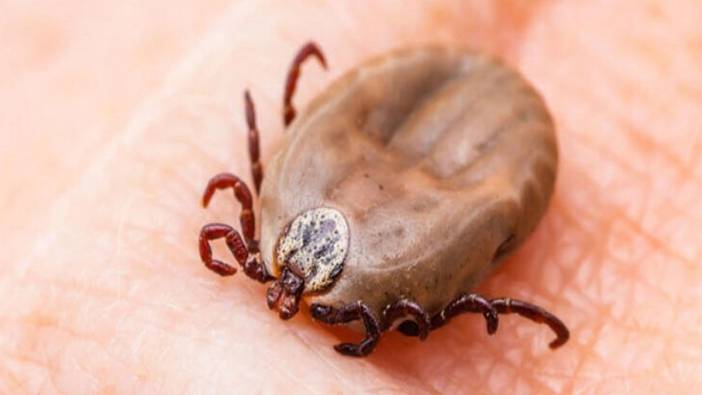 Namibya'da Kırım Kongo Kanamalı Ateşi salgını ilan edildi