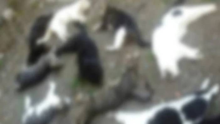 İstanbul'da kan donduran görüntü! 20 kedi parçalanmış halde bulundu