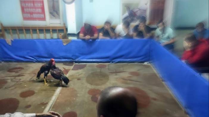 Horozları Koruma Derneği'ne horoz dövüşü baskını