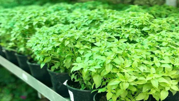 Doğal sivrisinek kovar