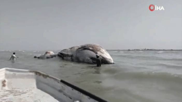 Dev ölü balina kıyıya vurdu
