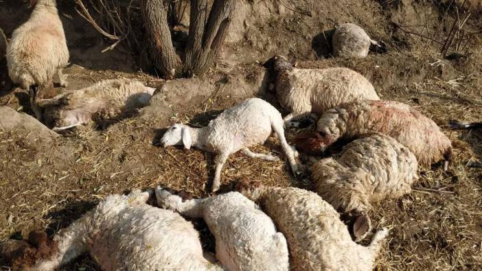 Kars'ta yıldırım isabet eden 9 koyun telef oldu