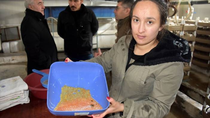 Varto'da alabalık sağımı