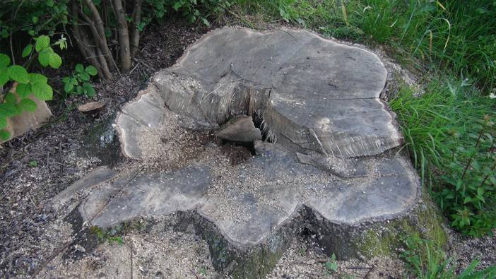 150 yıllık çınar ağaçlarını çaldılar