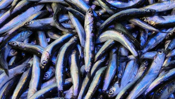 20 ülkeye milyon dolarlık hamsi ihracatı