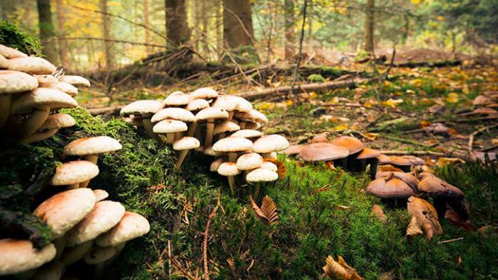 Çorum'da mantar zehirlenmesi