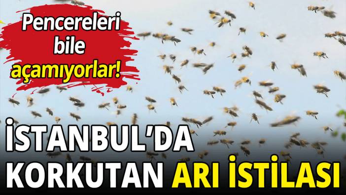 İstanbul’da korkutan arı istilası