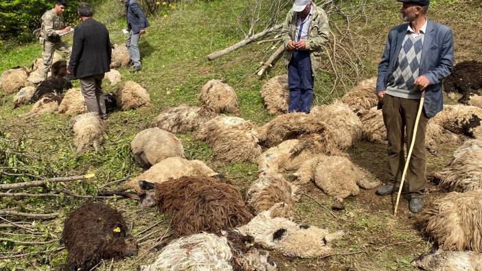 Ordu’da koyun sürülerine ayı saldırdı: 76 koyun telef oldu