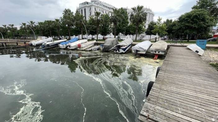 İzmit Körfezi'nin kıyı şeridinde sarı ve yeşil renkli tabaka oluştu