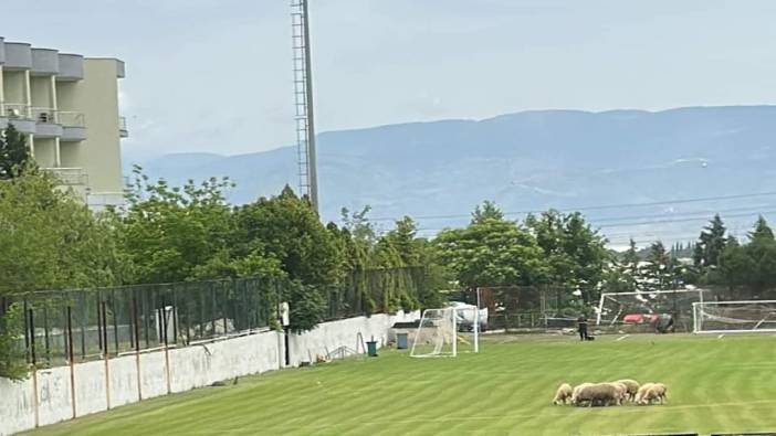 O takımın sahasında koyunlar otluyor