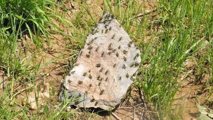 Gümüşhane'de alarm: Ev ve arazileri sardı