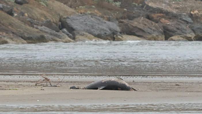 Aydın'da çok sayıda ölü yunus kıyıya vurdu