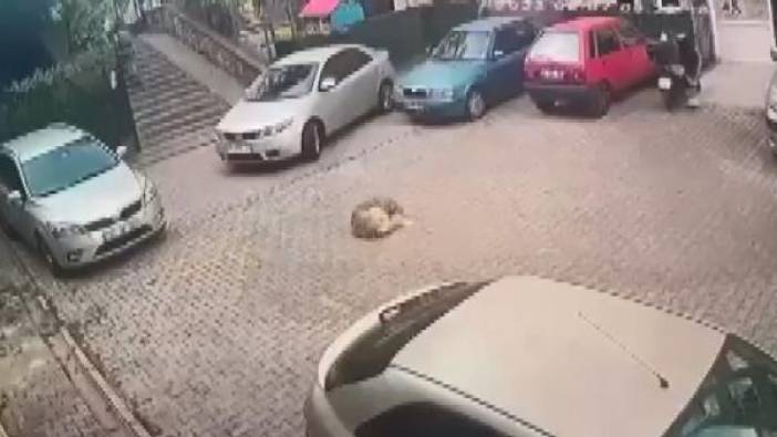 Uyuyan köpeği ezerek öldürdü