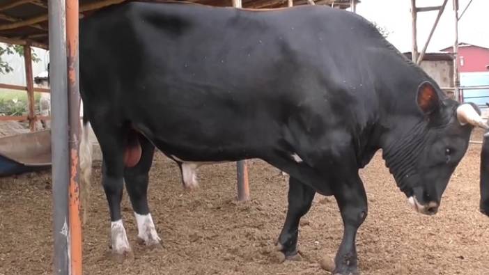 1,3 tonluk kurbanlık "Toro" servet değerinde