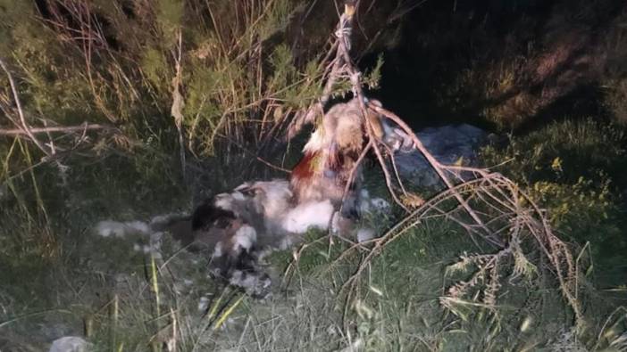 Ankara'da dehşet: 17 köpek ağaca asılmış halde bulundu