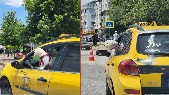 Köpeğin takside tehlikeli yolculuğu